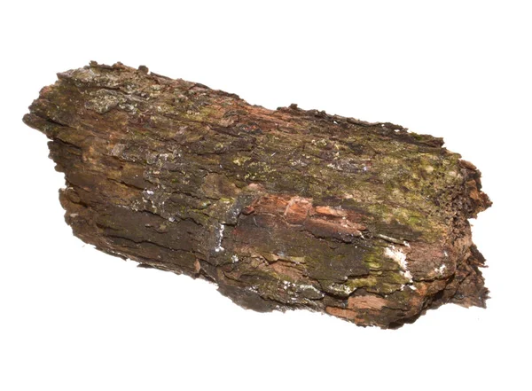 beyaz arkaplanda izole edilmiş çürük ağaç