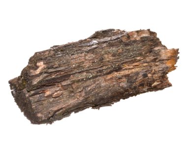 beyaz arkaplanda izole edilmiş çürük ağaç