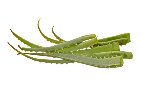 Aloes Izolowany Białym Tle — Zdjęcie stockowe