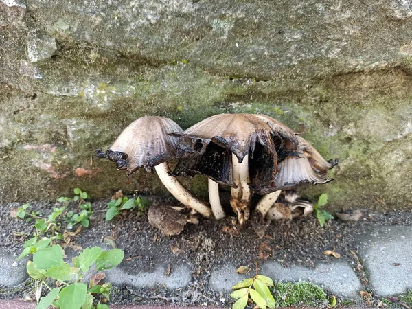 Cogumelos Selvagens Tiro Perto — Fotografia de Stock