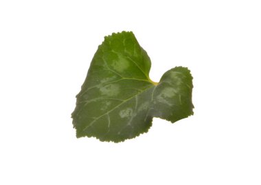 Beyaz arkaplanda yeşil yaprak izole edildi