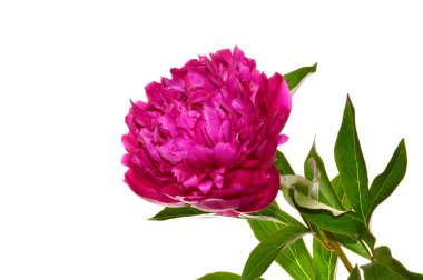 beyaz arkaplanda izole kırmızı çiçek