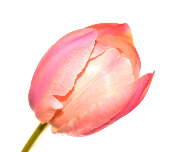 Весняна Квітка Ізольована Білому Тлі — стокове фото