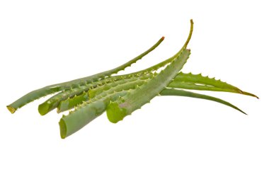 Aloe beyaz arkaplanda izole edildi