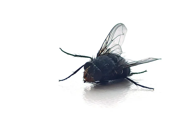 beyaz arkaplanda kuru sinek izole