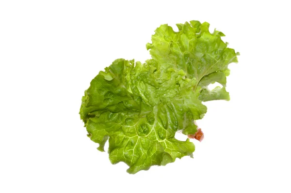 Grüner Salat Isoliert Auf Weißem Hintergrund — Stockfoto