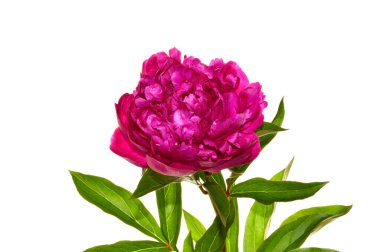 beyaz arkaplanda izole kırmızı çiçek