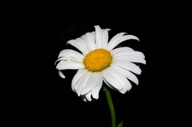 Siyah arka plan üzerine izole çiçekler