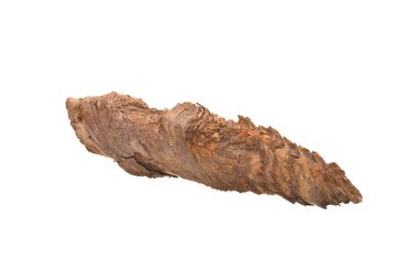 Beyaz arkaplanda ağaç kabuğu izole