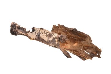 Beyaz arkaplanda ağaç kabuğu izole
