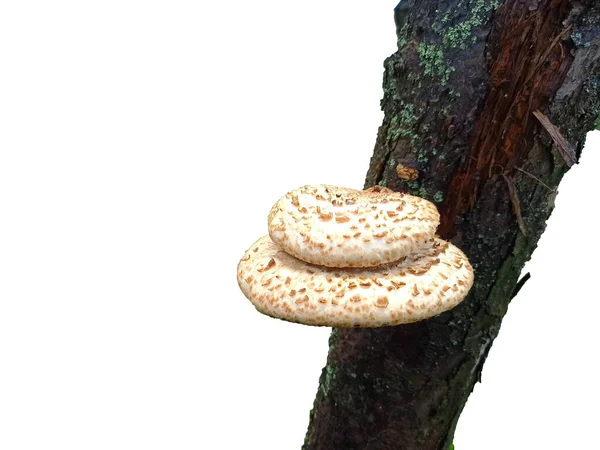 Mushroom Tree Isolated White Background — 图库照片