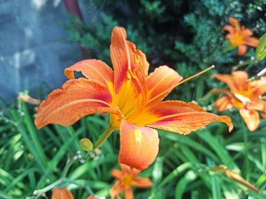 beyaz arkaplanda izole edilmiş çiçek