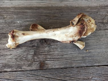 Tahta bir arka planda kemik atışı - yakın plan