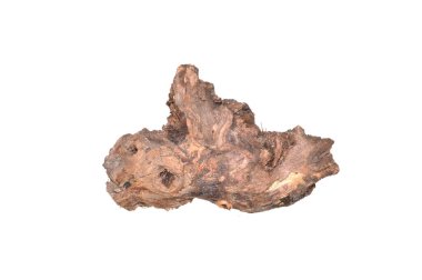 Beyaz arkaplanda kuru dal izole edildi