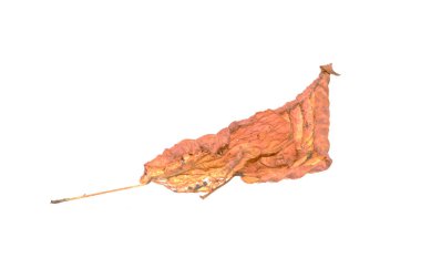 beyaz arkaplanda kuru yaprak izole