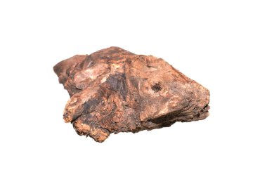 Beyaz arkaplanda kuru dal izole edildi