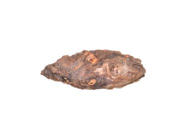 Beyaz arkaplanda kuru dal izole edildi