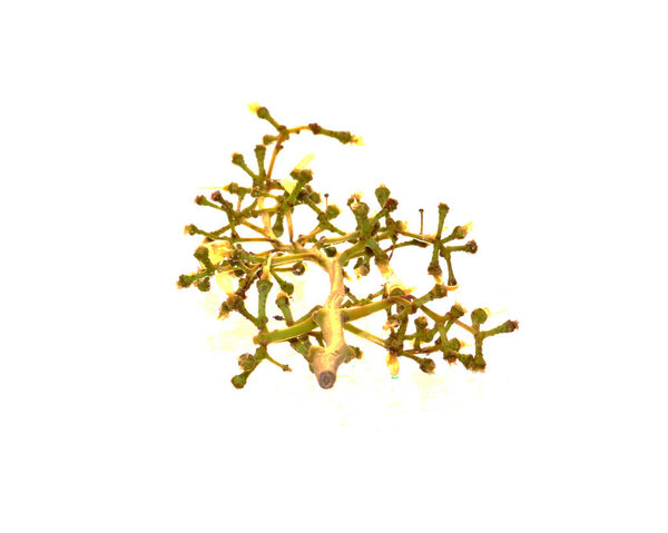 grapes isolated on white background