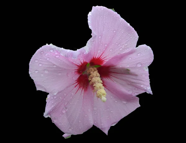 Sommer Blume Isoliert Auf Weißem Hintergrund — Stockfoto