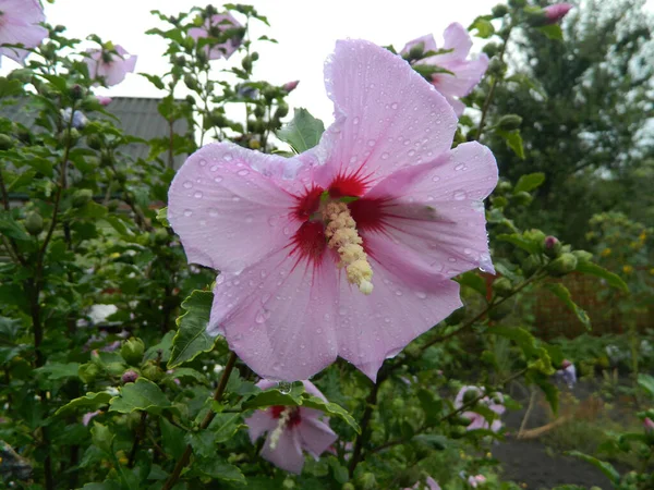 Sommer Blume Isoliert Auf Weißem Hintergrund — Stockfoto