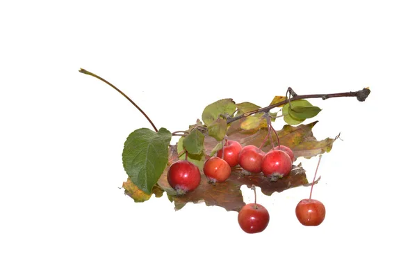 Manzanas Paraíso Aisladas Sobre Fondo Blanco — Foto de Stock