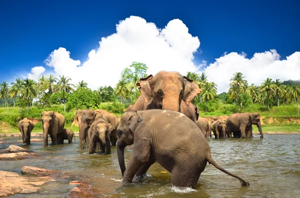 Les éléphants dans un beau paysage — Photo