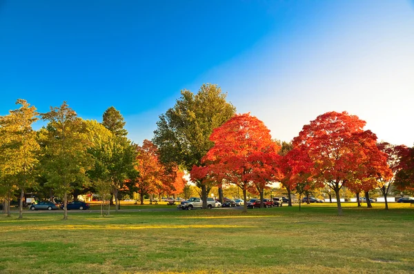 Otoño en parque — Foto de Stock