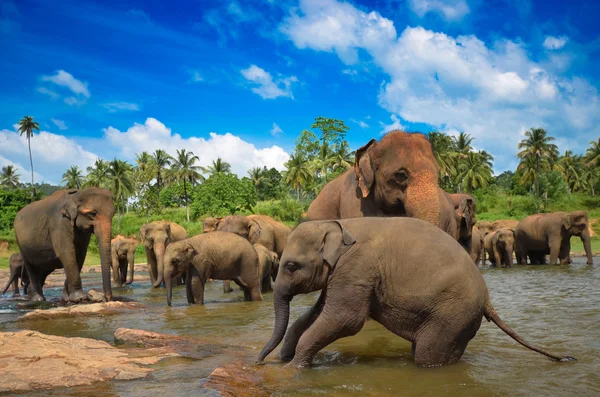 Éléphants dans la rivière — Photo
