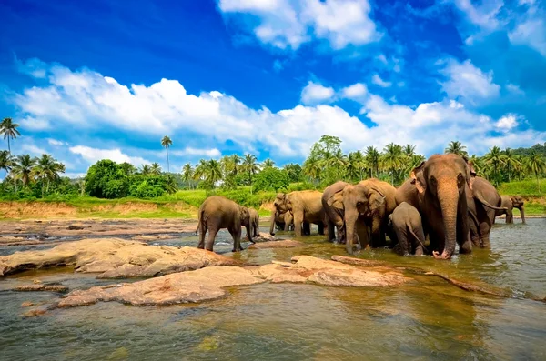 河里的大象 — 图库照片