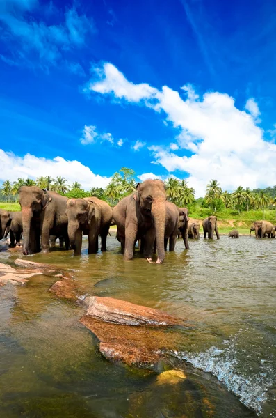 Слоны в реке — стоковое фото