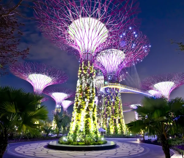 Vista noturna de Supertree Grove em jardins — Fotografia de Stock