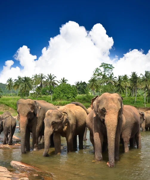 Elefant grupp i floden — Stockfoto