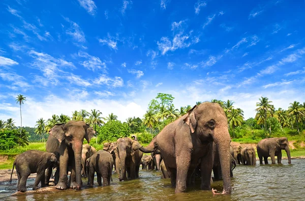 Groupe d'éléphants dans la rivière — Photo