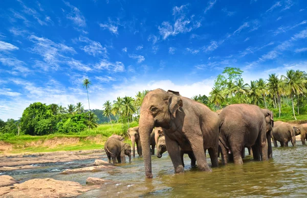 Groupe d'éléphants dans la rivière — Photo