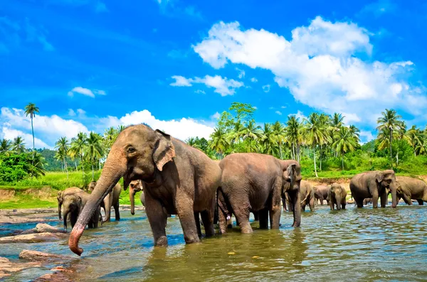 Elephant group in the river — Stock Photo, Image