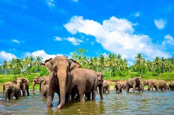 川で象のグループ — ストック写真