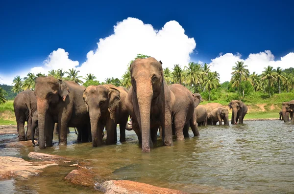 Группа слонов в реке — стоковое фото