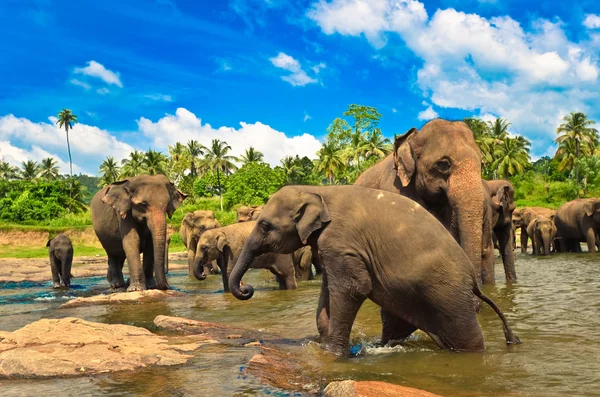 Elephant group in the river — Stock Photo, Image