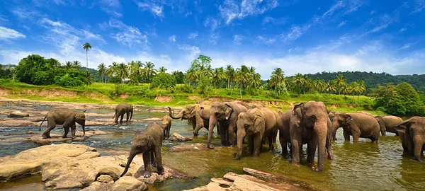 Elefantengruppe im Fluss — Stockfoto