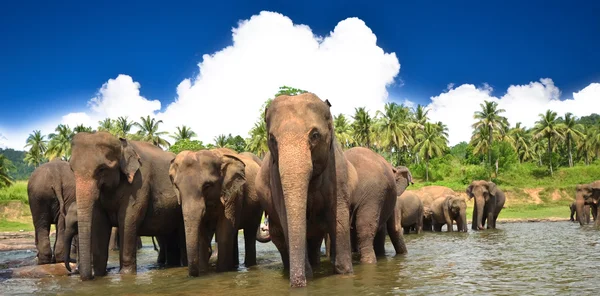 Olifant groep in de rivier — Stockfoto