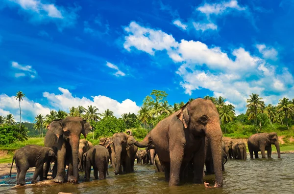 Grupa słoni w rzece — Zdjęcie stockowe
