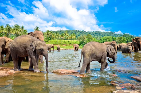 Группа слонов в реке — стоковое фото