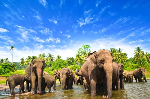 Elefantengruppe im Fluss — Stockfoto