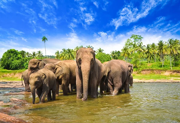 河里的大象组 — 图库照片