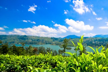 Tea plantations clipart
