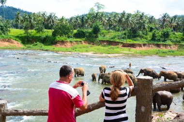 Tourists in Elephant orphanage clipart