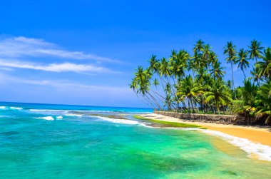 palmiye ağaçları ve plaj