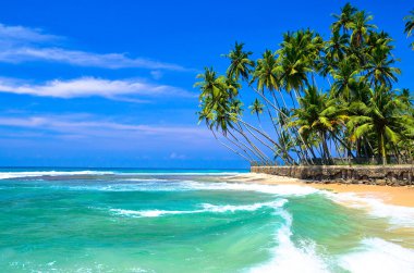 palmiye ağaçları ve plaj
