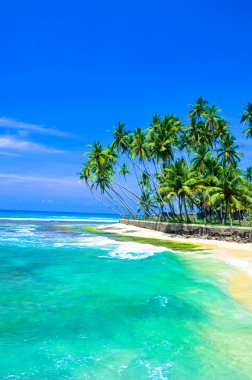 palmiye ağaçları ve plaj