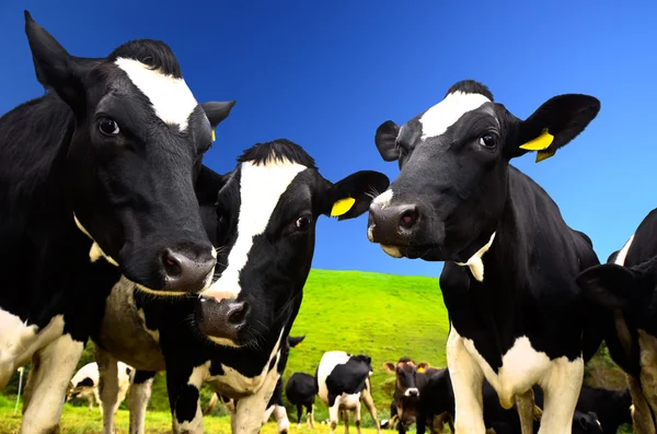 Fekete-fehér tehenek — Stock Fotó